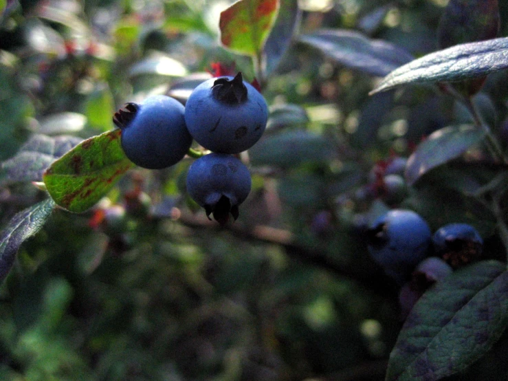 a nch with blue berries hanging on it
