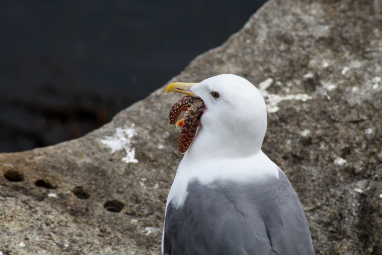 a seagull with a beak full of fish seed