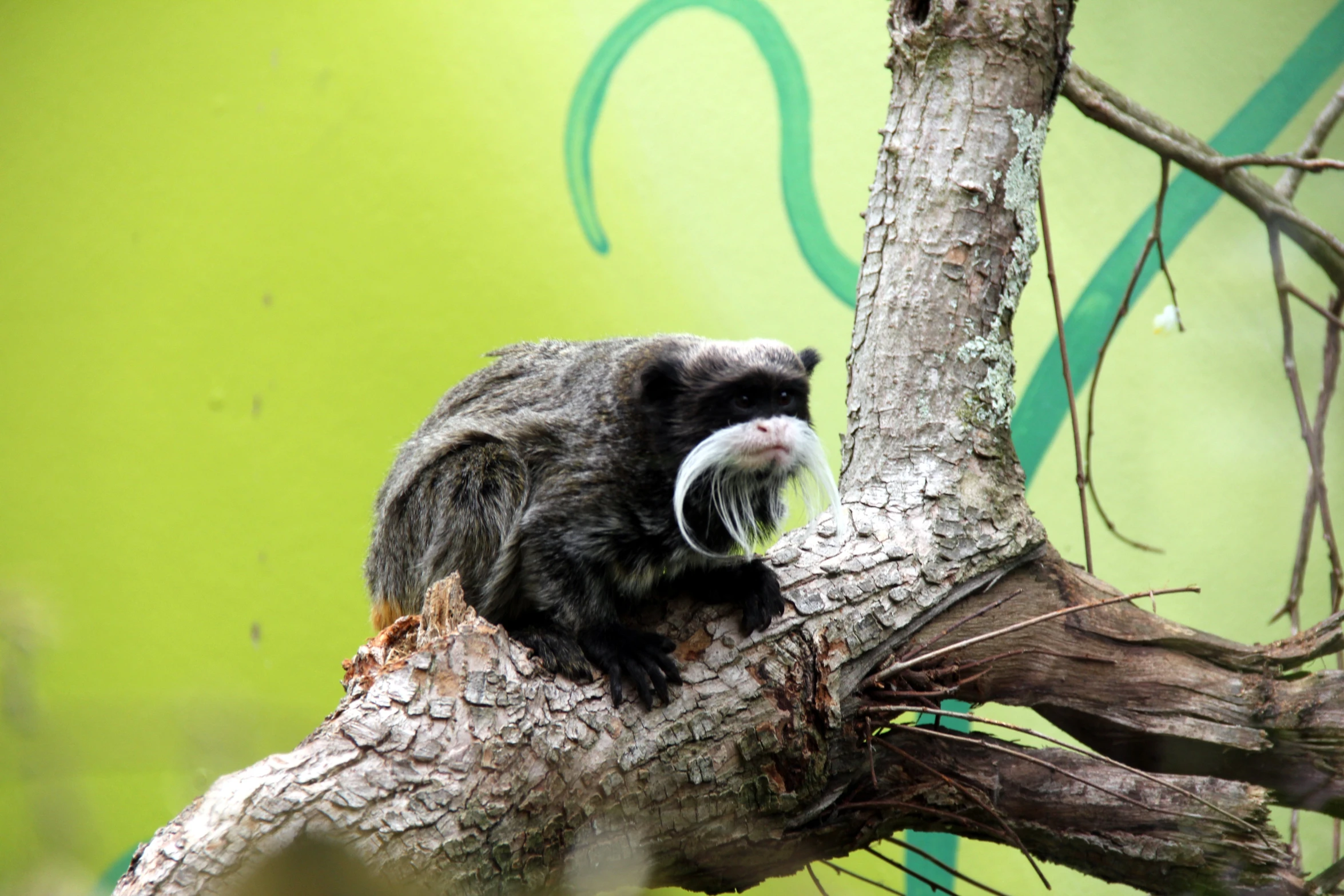 a large black and white animal sitting on top of a tree