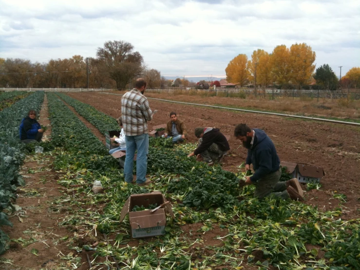 several people are at a farm working in the ground