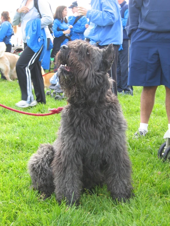 a black dog sits on grass with a person in the background