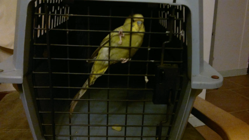 a parakeet in a cage on a patio
