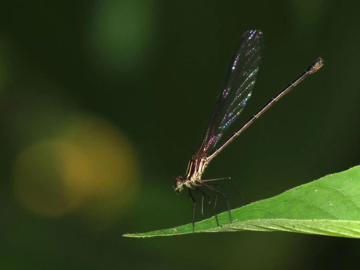 a dragon fly rests on a leaf in the sunlight