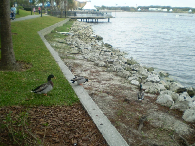 ducks are standing next to the waters edge