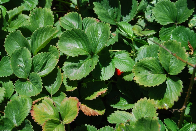 an image of plants growing in the sun