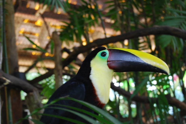 the bird is yellow, black and white