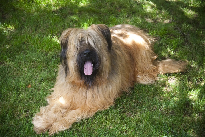 an gy brown dog laying on top of green grass