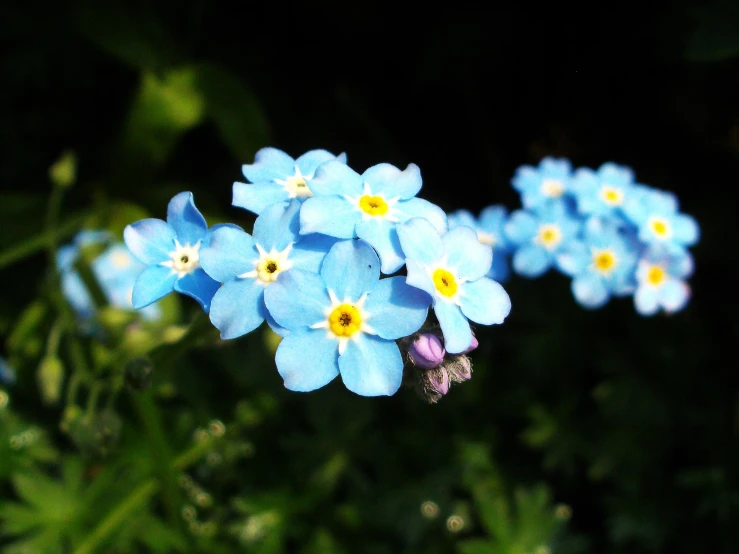 some very pretty blue flowers in a field