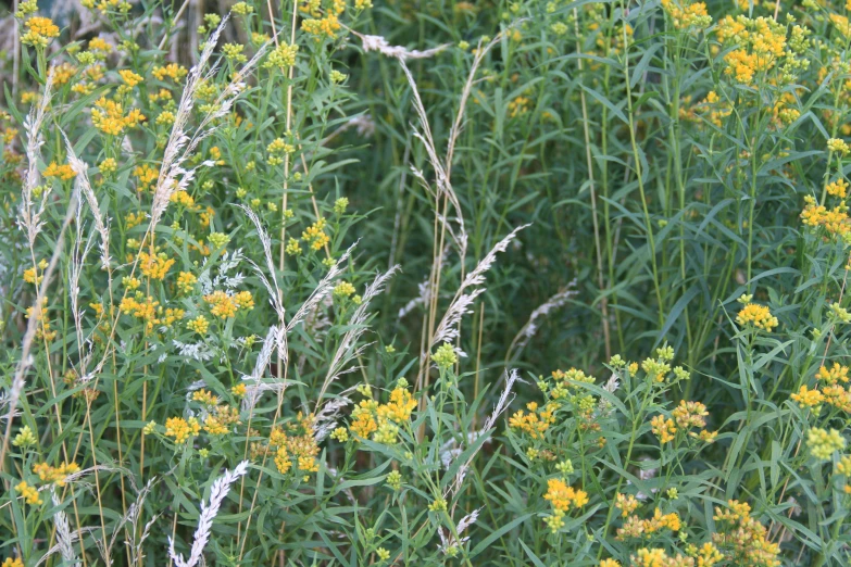 a yellow flower sitting in a bush surrounded by many other flowers