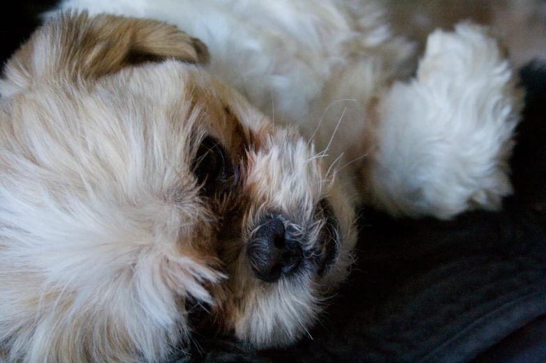 a white dog is laying down and curled up