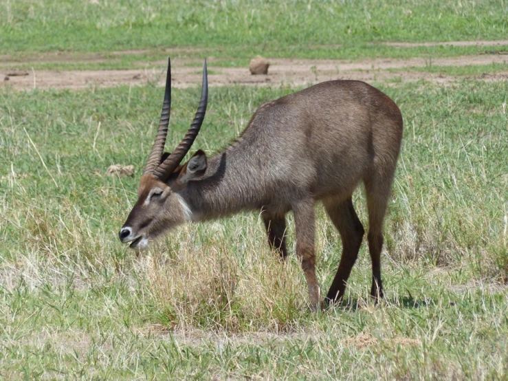 an animal is walking around in the grass