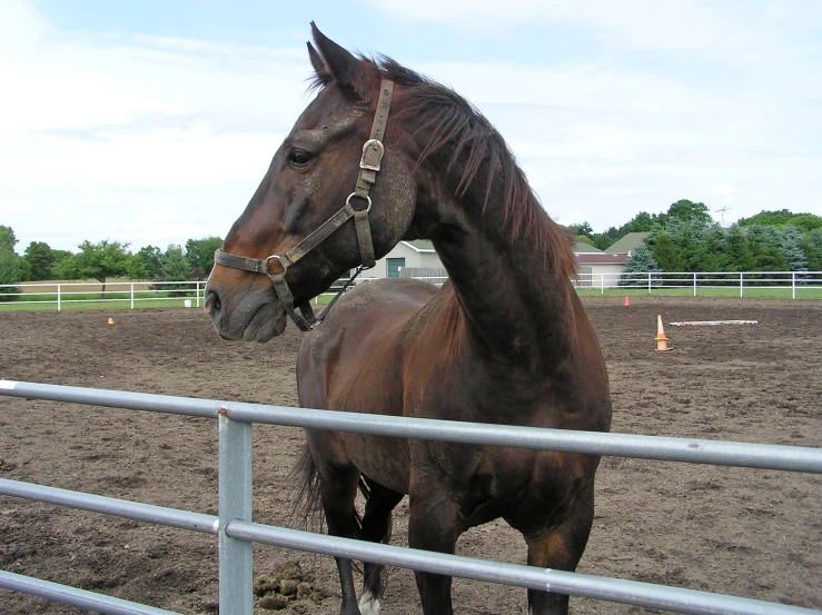 a horse looking out over a fence with another horse