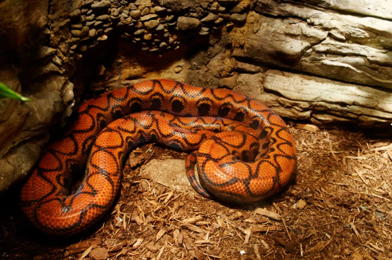 a big orange snake is laying on some wood chips