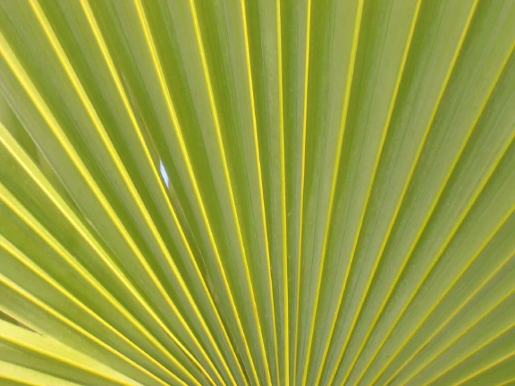 the leaves on a green tree are close up