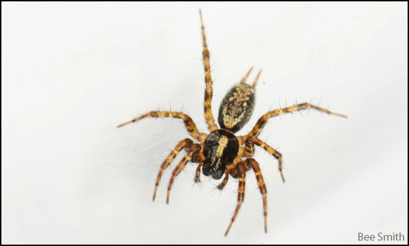 an adult, hairy, spider sits on the side of a wall