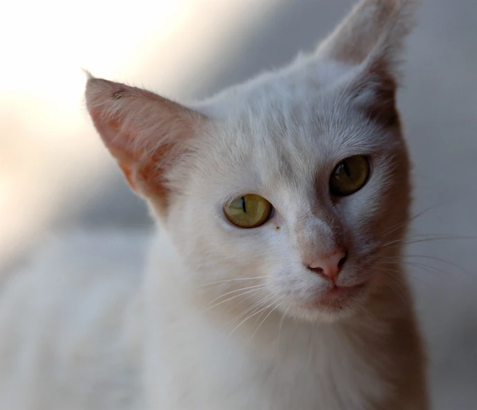 a white cat is looking forward and staring