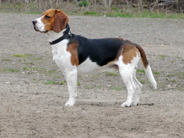 a small brown and white dog standing in the dirt