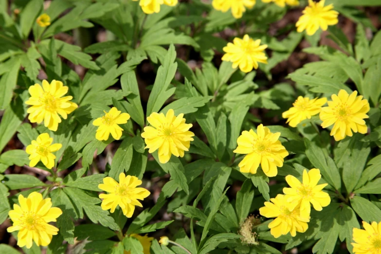 a bunch of yellow flowers grow in a garden