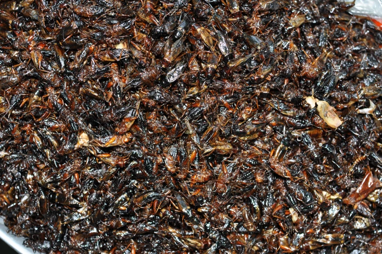 a close - up picture of insects in an aluminum pan