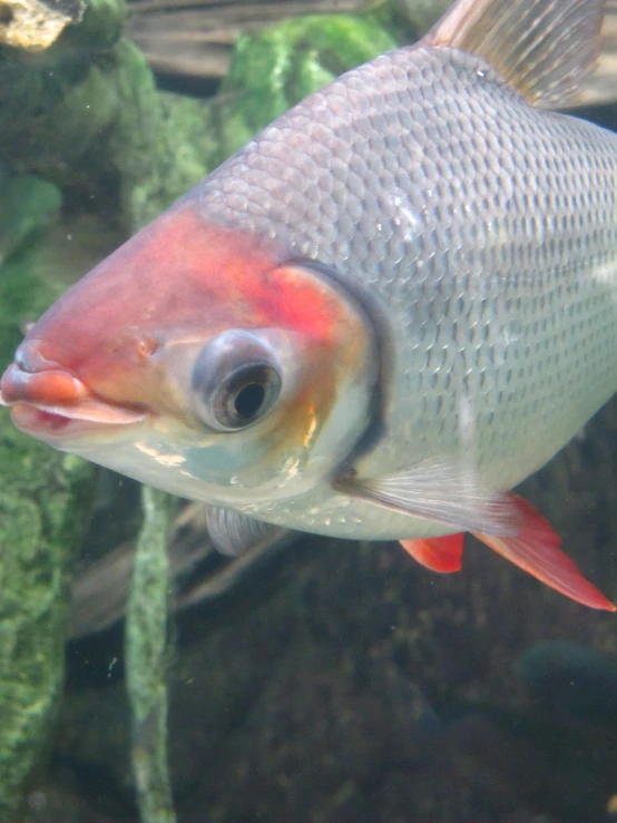 a close up of the side of a fish