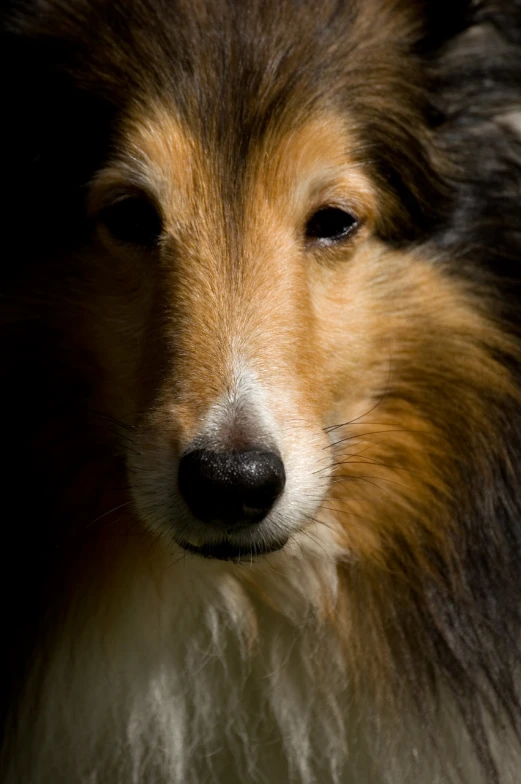 a close up of a dog looking away