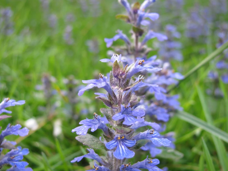 the blue flowers are growing on the plant in the field