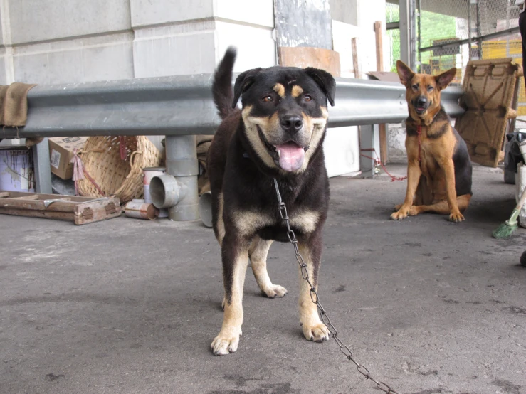 a dog standing in front of a fence and several other dogs behind him