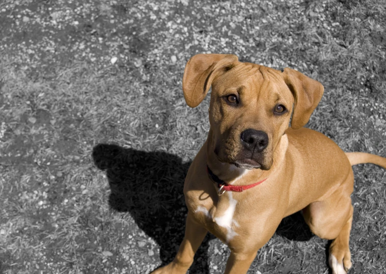 a large brown dog on top of a street