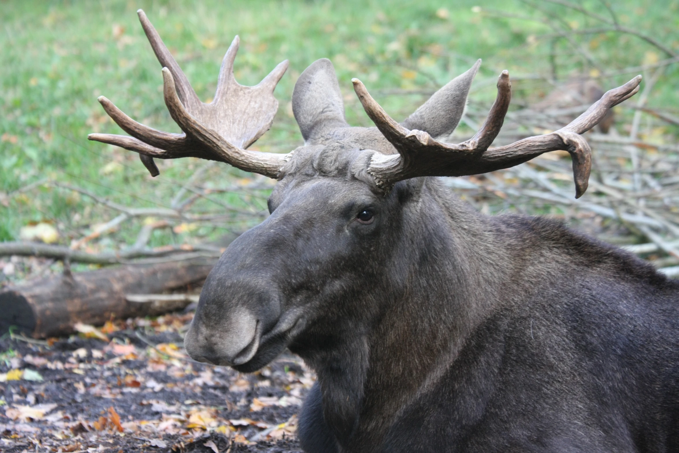 an animal sitting down with lots of antlers on it