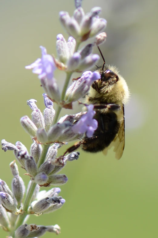 a bee sitting on top of lavender flowers