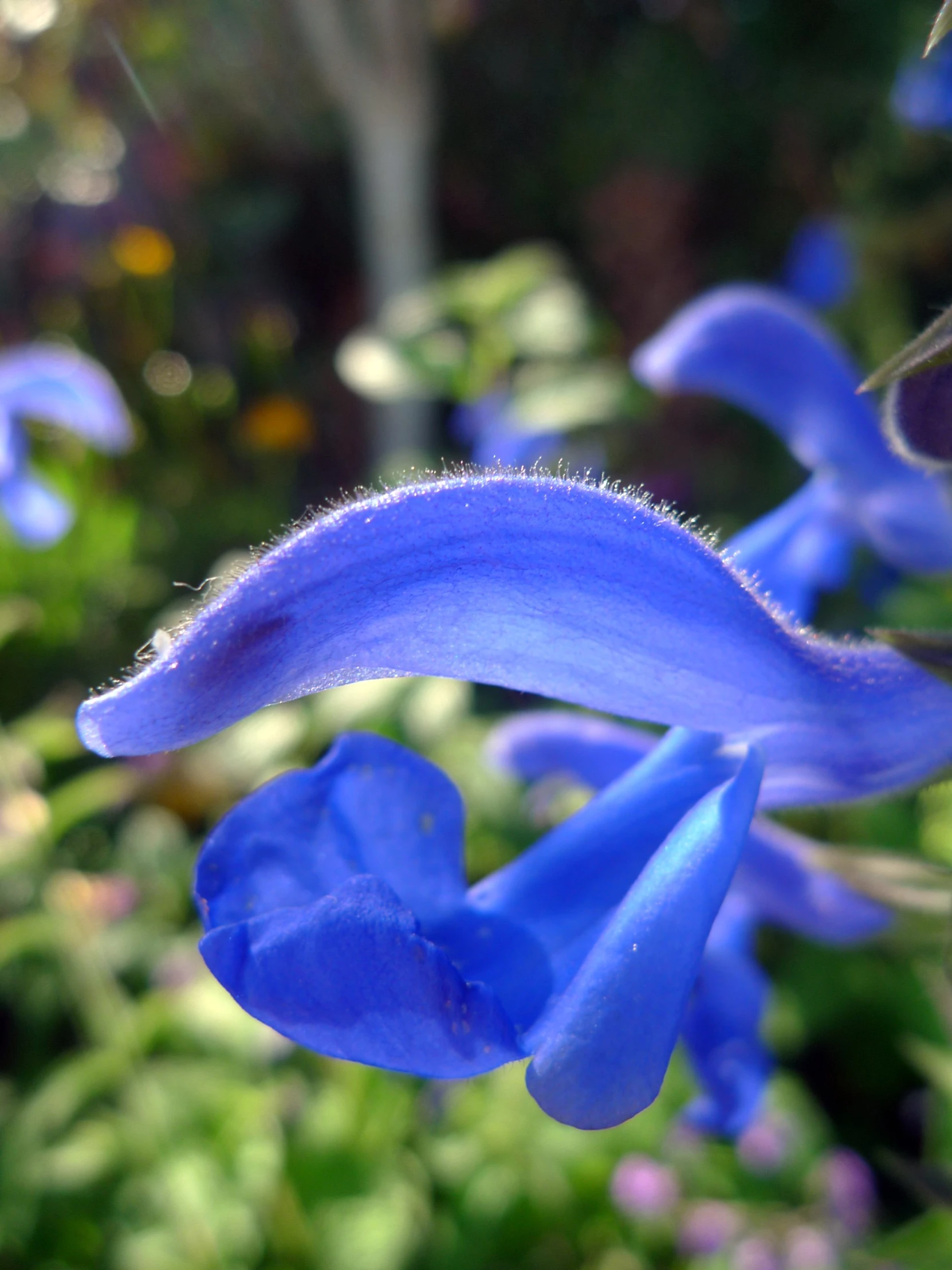 the blue flowers are blooming near the green foliage