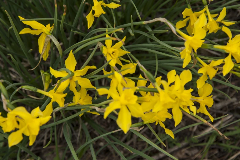 a small group of yellow flowers on some plants