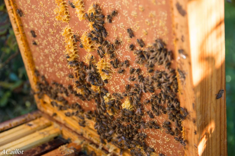 a beeshive with several swarms full of honeybees