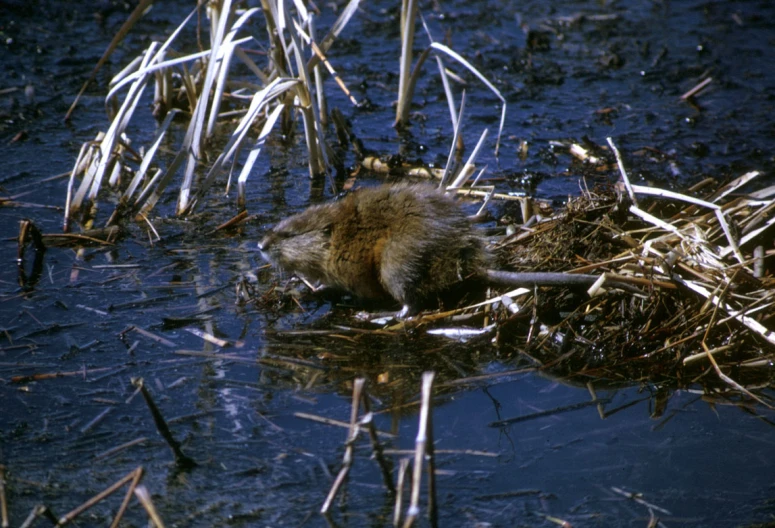 small bird drinking water from river in grassy area