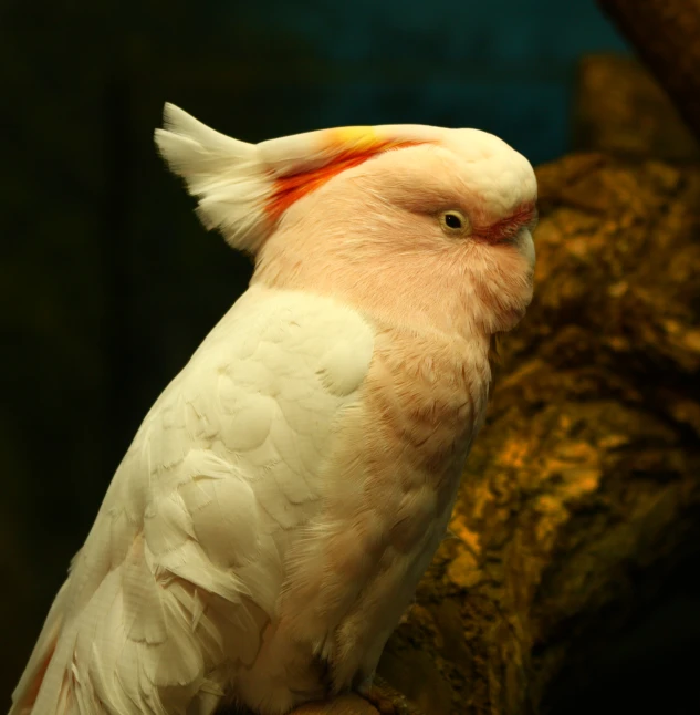 a white cockatoo with red markings sitting on a tree nch
