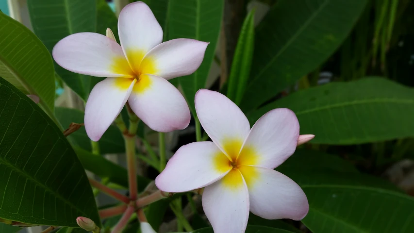 three plume flowers blooming among leaves and a tree