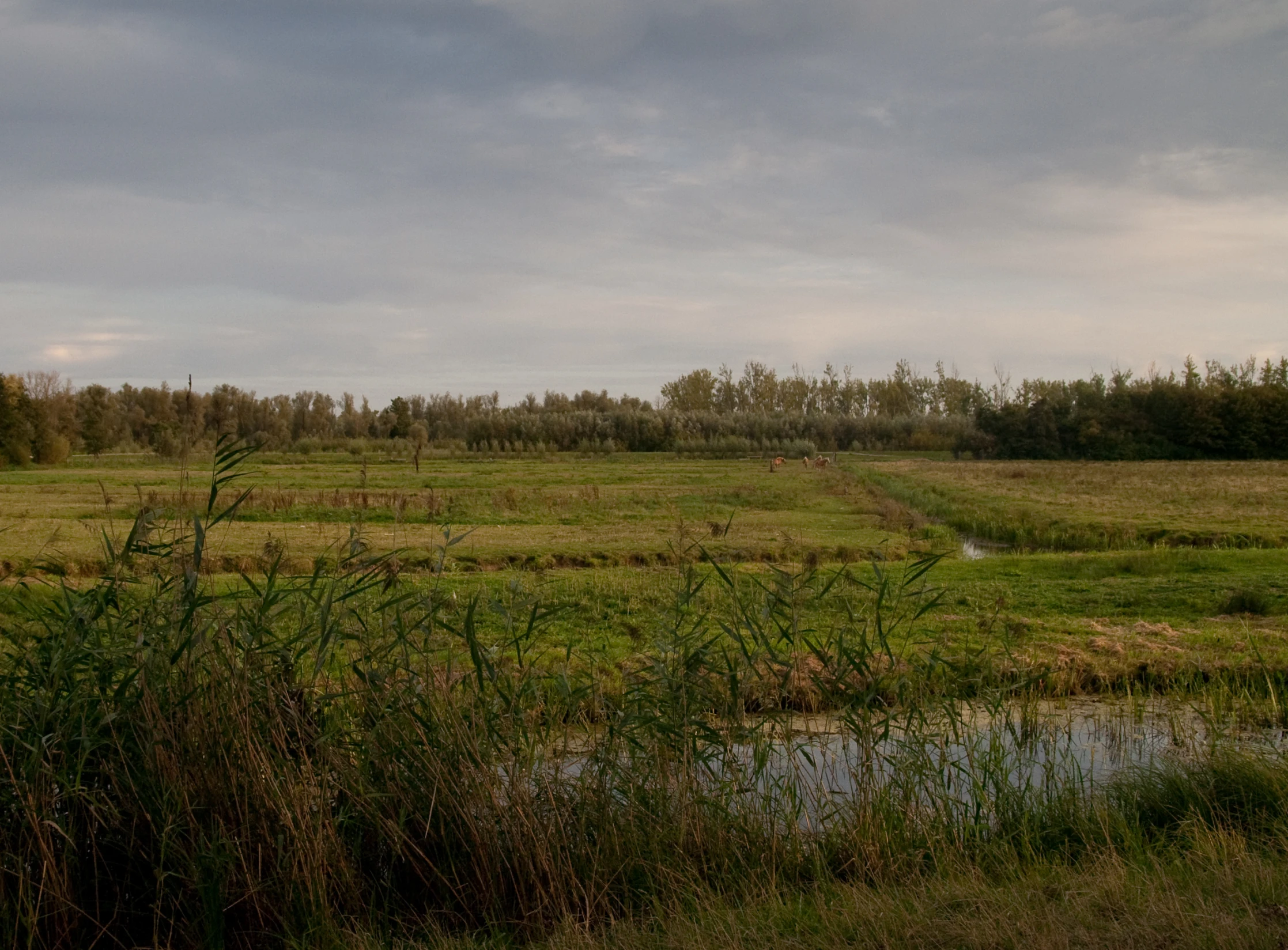 a big grassy field next to some trees