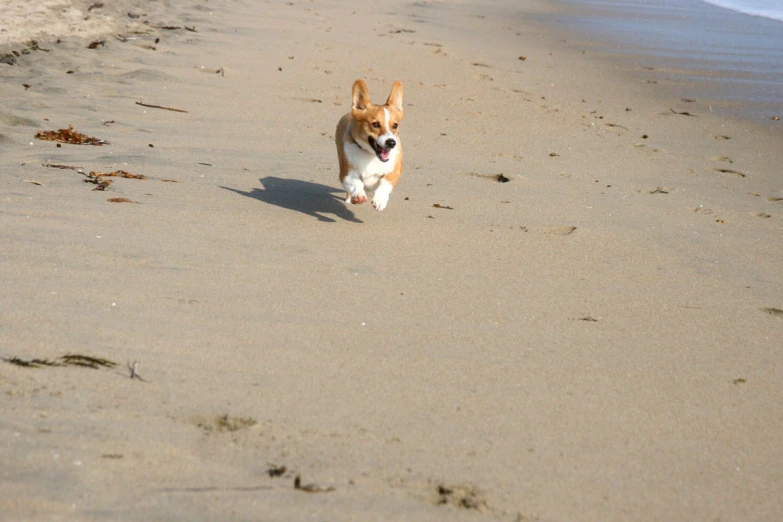 small dog running on beach towards shore near water