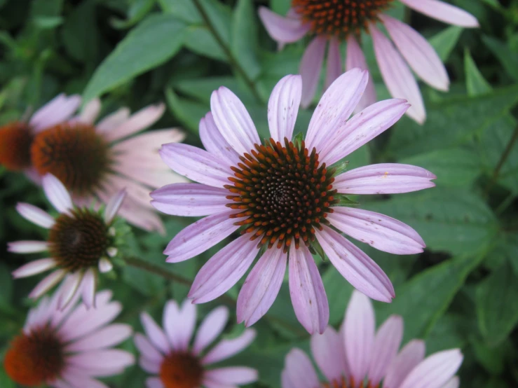 several purple flowers with red tips in the center