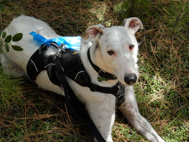 a white dog laying in the grass wearing a black harness