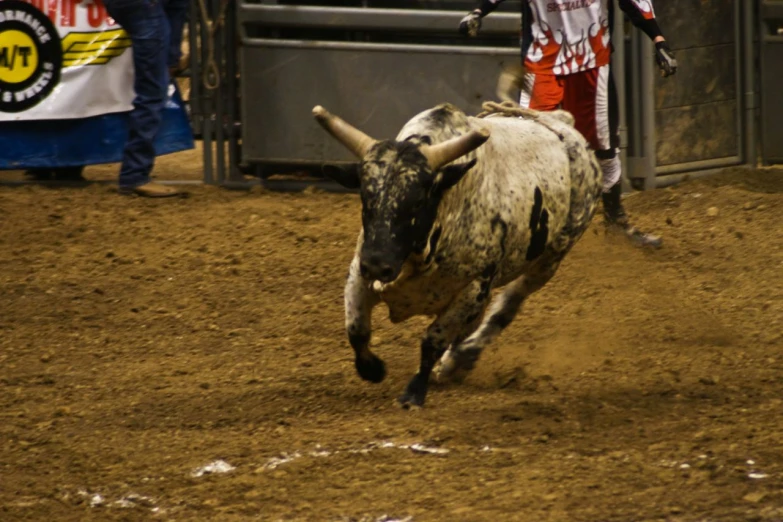 a man riding on the back of a bull
