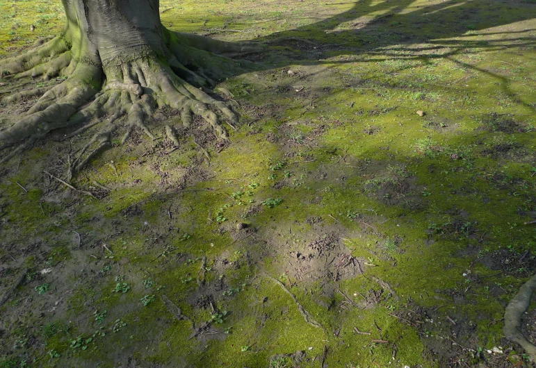 a bench that is sitting next to a tree