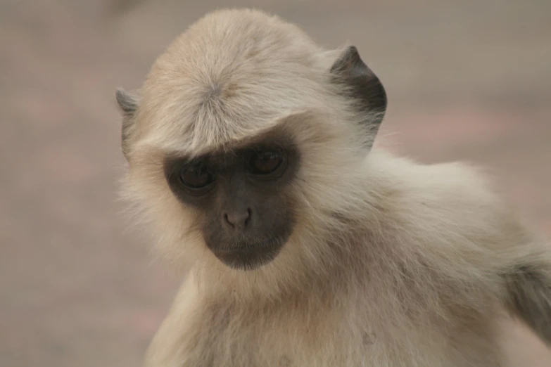 the long - tailed monkey looks on while staring into the distance