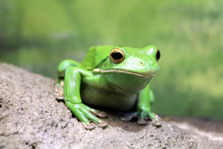 a green frog with bulging eyes perched on a rock