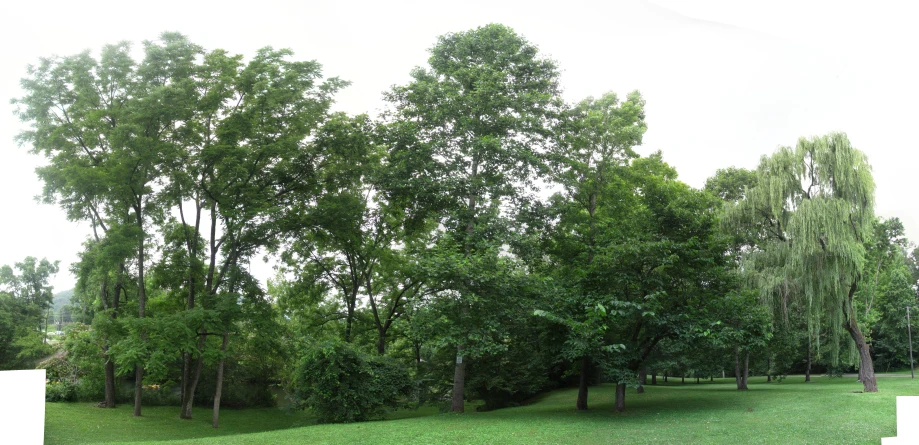 a park with several trees in it, in the foreground is a grassy area with yellow flowers on the ground, and on the right is a row of many