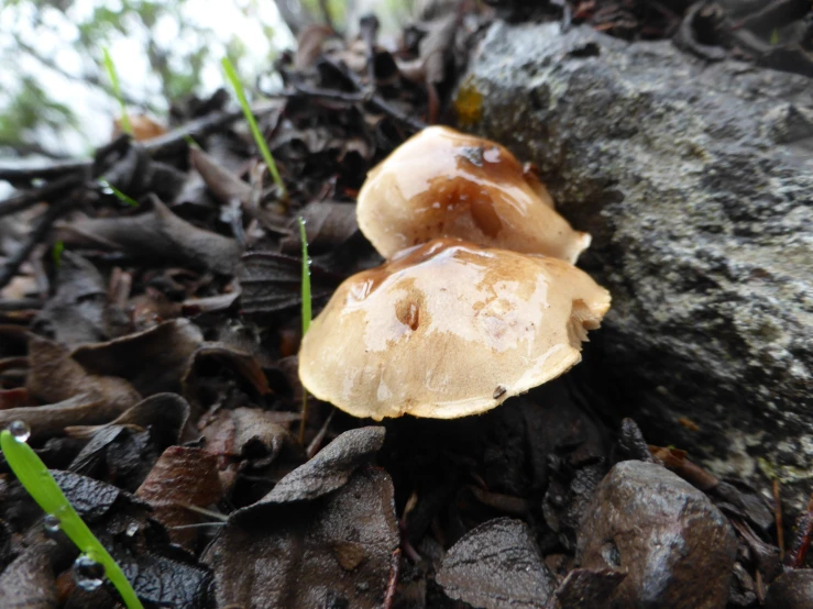 some small mushrooms are sitting on the ground