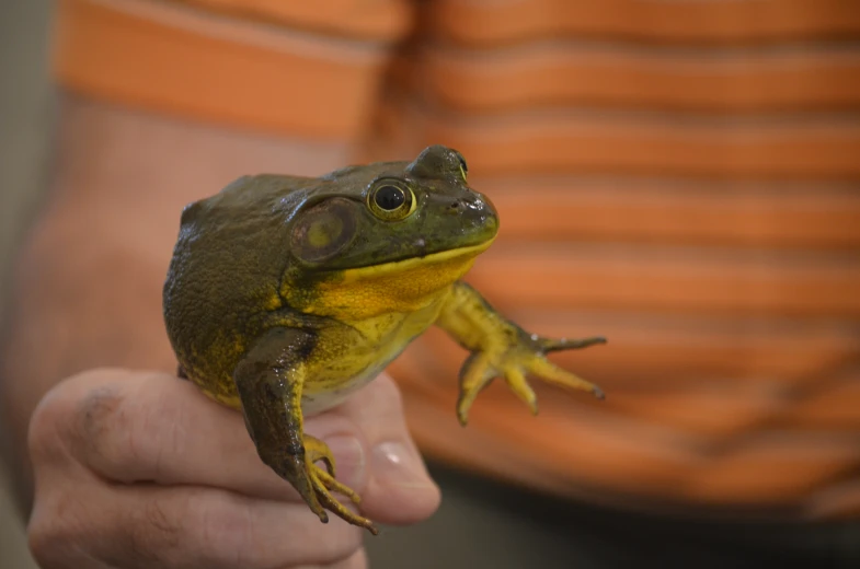 a green and yellow frog sitting on someone's hand