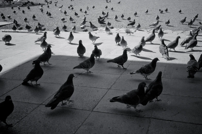 there is a lot of pigeons that are walking