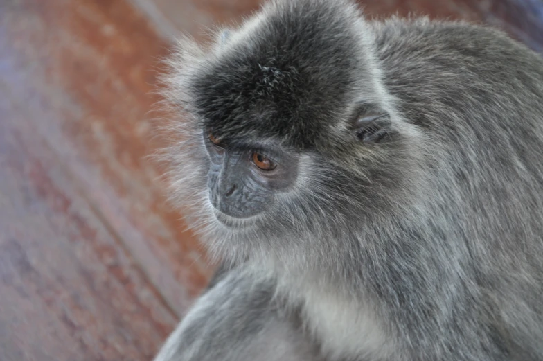 a close up of a monkey looking around