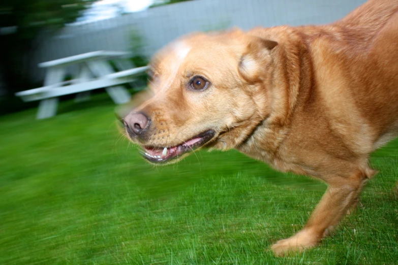 a dog looks up at the camera while on a lawn